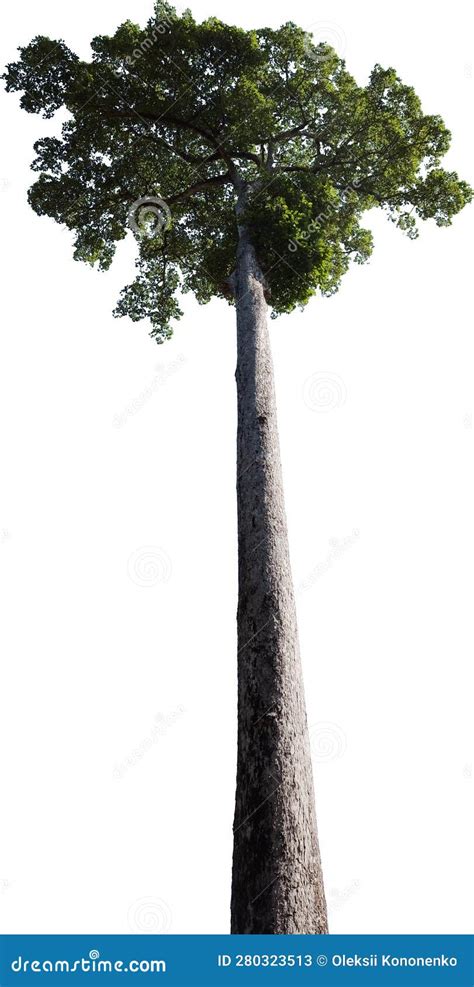 Flimsy Branches