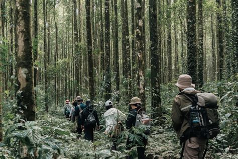 Forest Bathing with Foraging