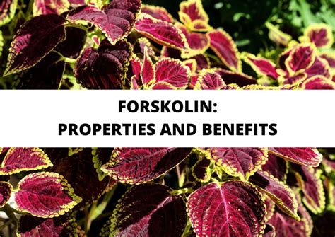 forskolin