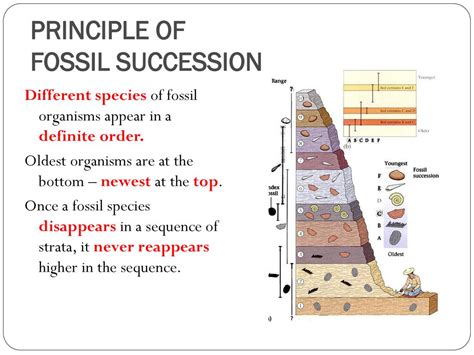 Fossil Succession Concept