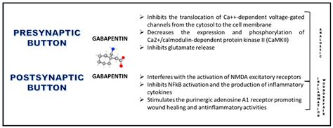 Gabapentin Mechanism