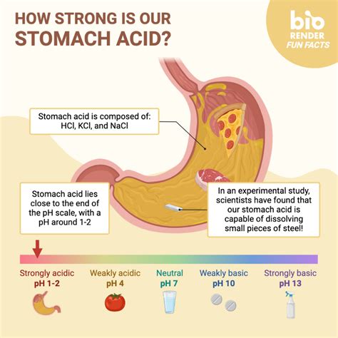 Gastric Acid