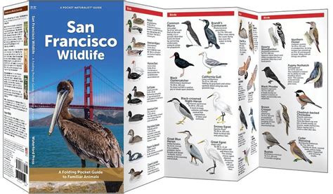 Wildlife along Geary Parkway in San Francisco