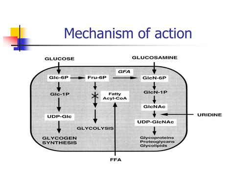 glucosamine and chondroitin mechanism