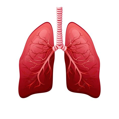 Healthy lungs