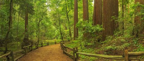 Henry Cowell Redwoods State Park