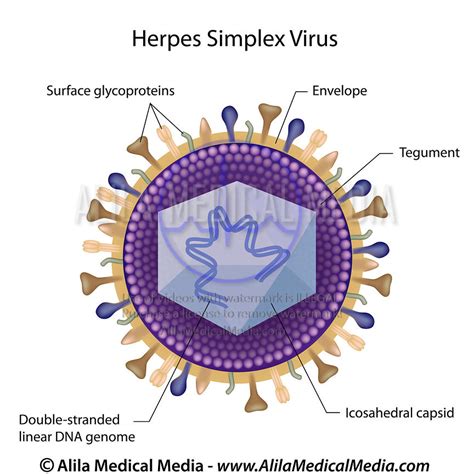 Herpes Simplex Virus
