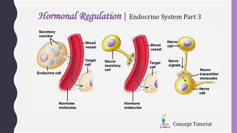 Hormonal Regulation