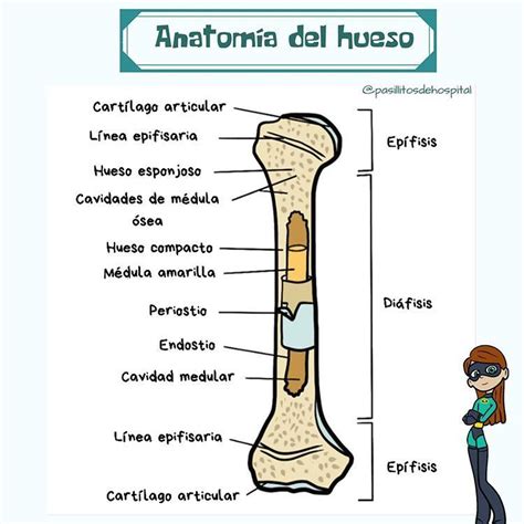 Anatomy