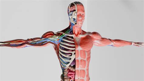 Human Body Systems