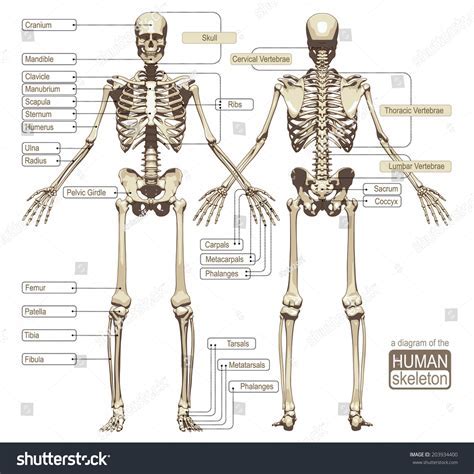 Human Skeleton Diagram