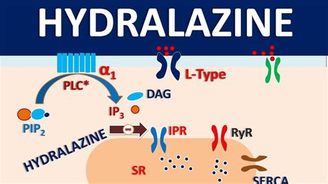 Hydralazine Mechanism