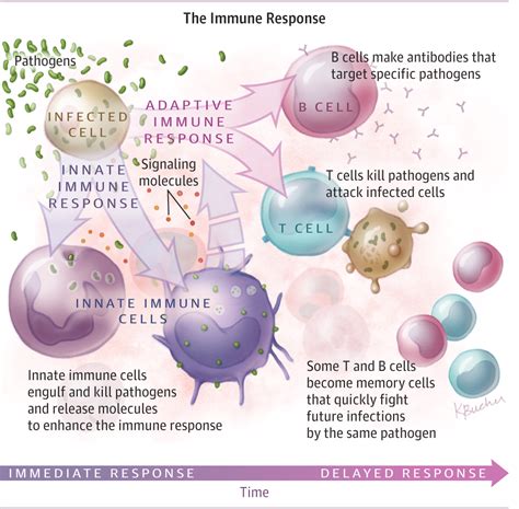 Immune Function