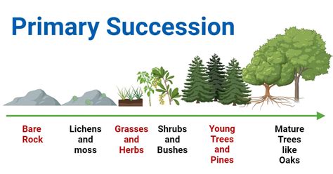Importance of primary succession