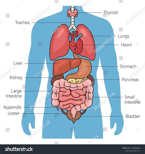 Internal Organ Anatomy