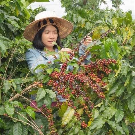 Kailua Kona coffee farm