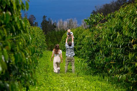 Kailua Kona Coffee Farm