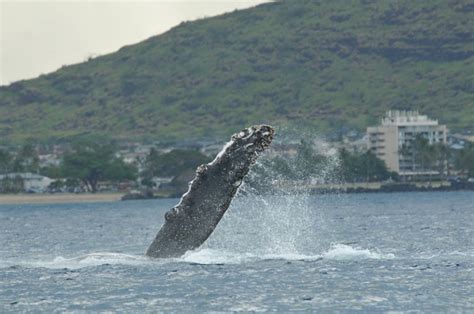 Kailua Kona Whale Watching
