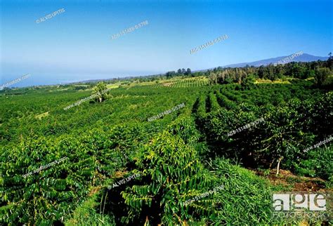 Kona Hawaii Agriculture