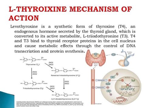 Levothyroxine mechanism
