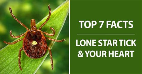 Lone Star Tick Alpha Gal