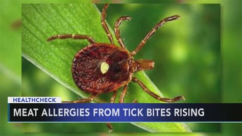 Lone Star tick on a leaf