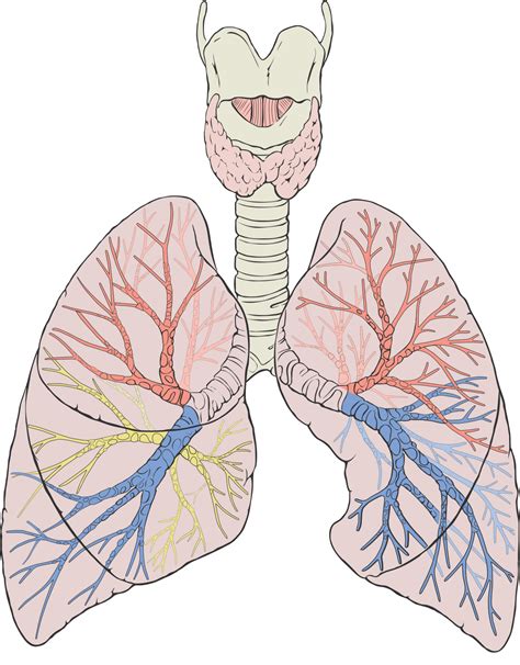 Lungs
