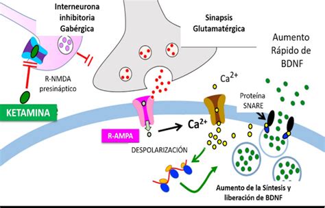 Mecanismo de acción de oxycodone acetaminofén