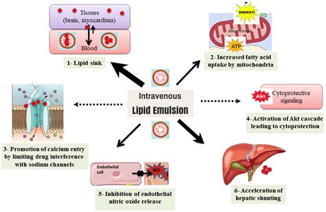 Mechanisms of action diagram