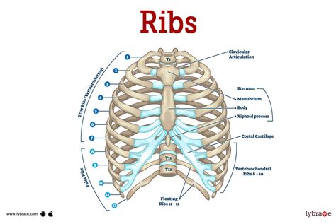 Medical Attention Ribs