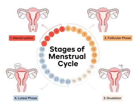 Menstruation illustration