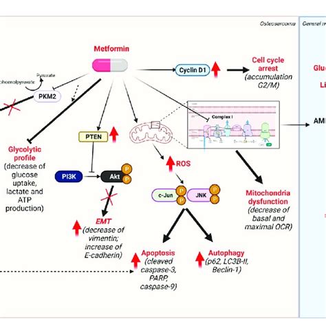 Metformin Mechanism