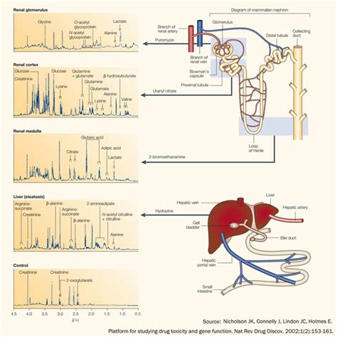 Methocarbamol's Mechanism of Action