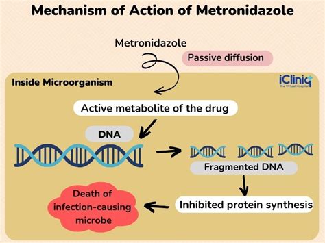 Metronidazole mechanism