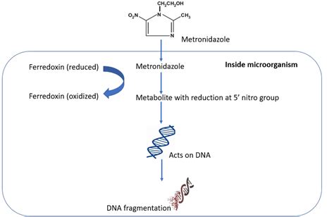 Metronidazole mechanism of action