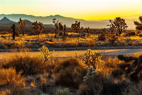 Mojave Desert Landscape