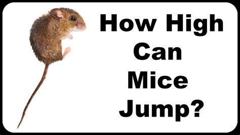 Mouse Jumping Ability