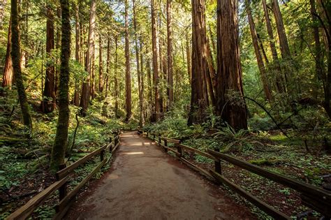 Muir Woods National Monument