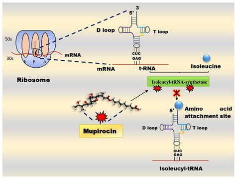 Mupirocin Ointment Mechanism