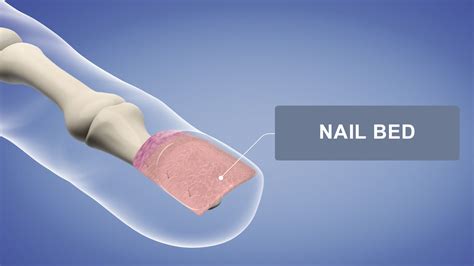 Protecting the nail bed requires keeping it clean and dry