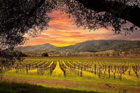 Napa CA Top Employers