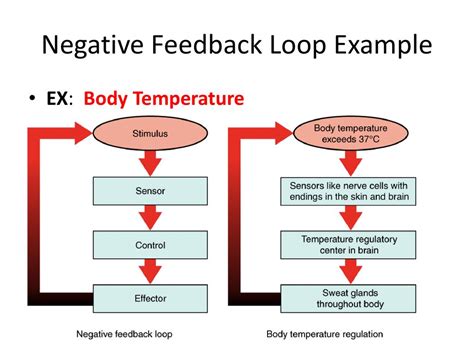 Negative Feedback Loop Challenges