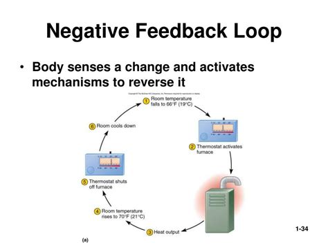 Negative Feedback Loop Definition