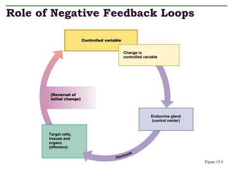 Negative Feedback Loop Examples