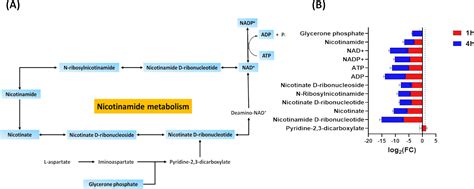 Nitrofurantoin resistance mechanisms