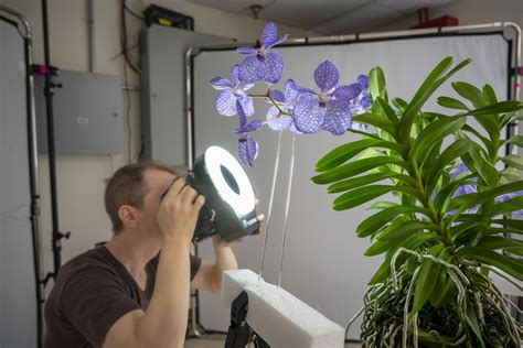 Orchid Conservation Las Vegas