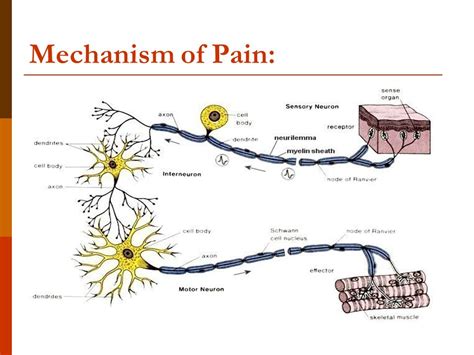 Pain Relief Mechanism