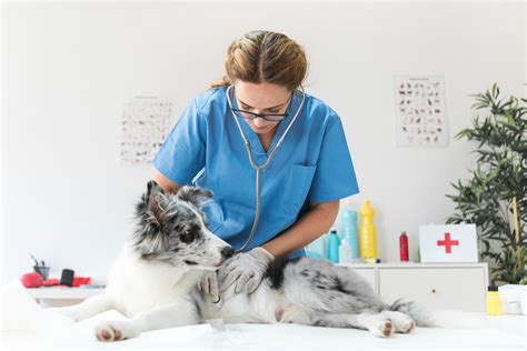 Part-time jobs in pet care