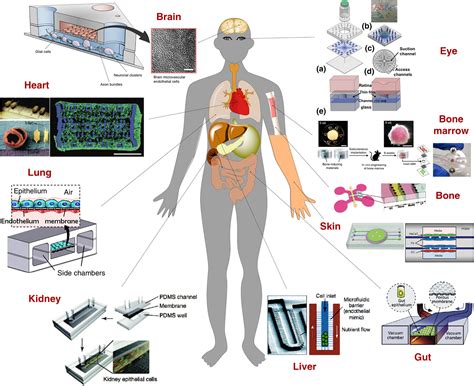Personalized Medicine through Advanced Technology