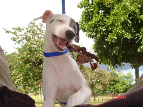 Pet care jobs in Oahu, Hawaii
